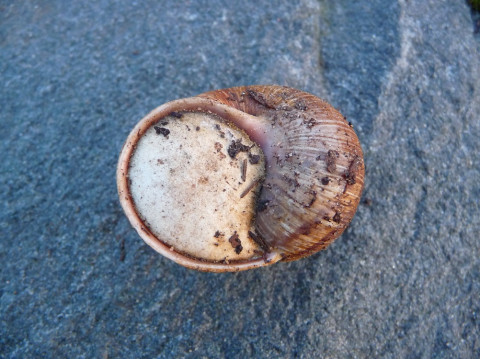 Escargot de Bourgogne (Helix pomatia) protégé par son épiphragme 