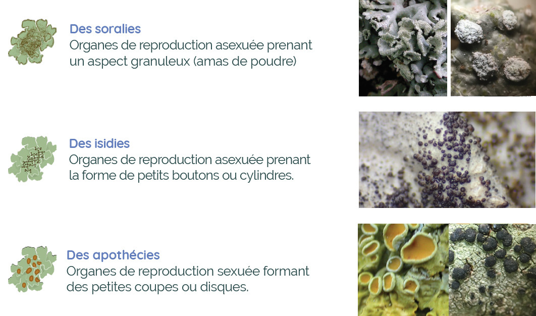 Anatomie d'un lichen : les structures de reproduction