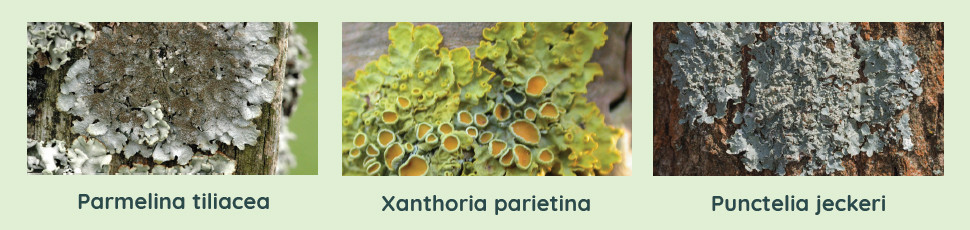Anatomie d'un lichen : les lichens foliacés