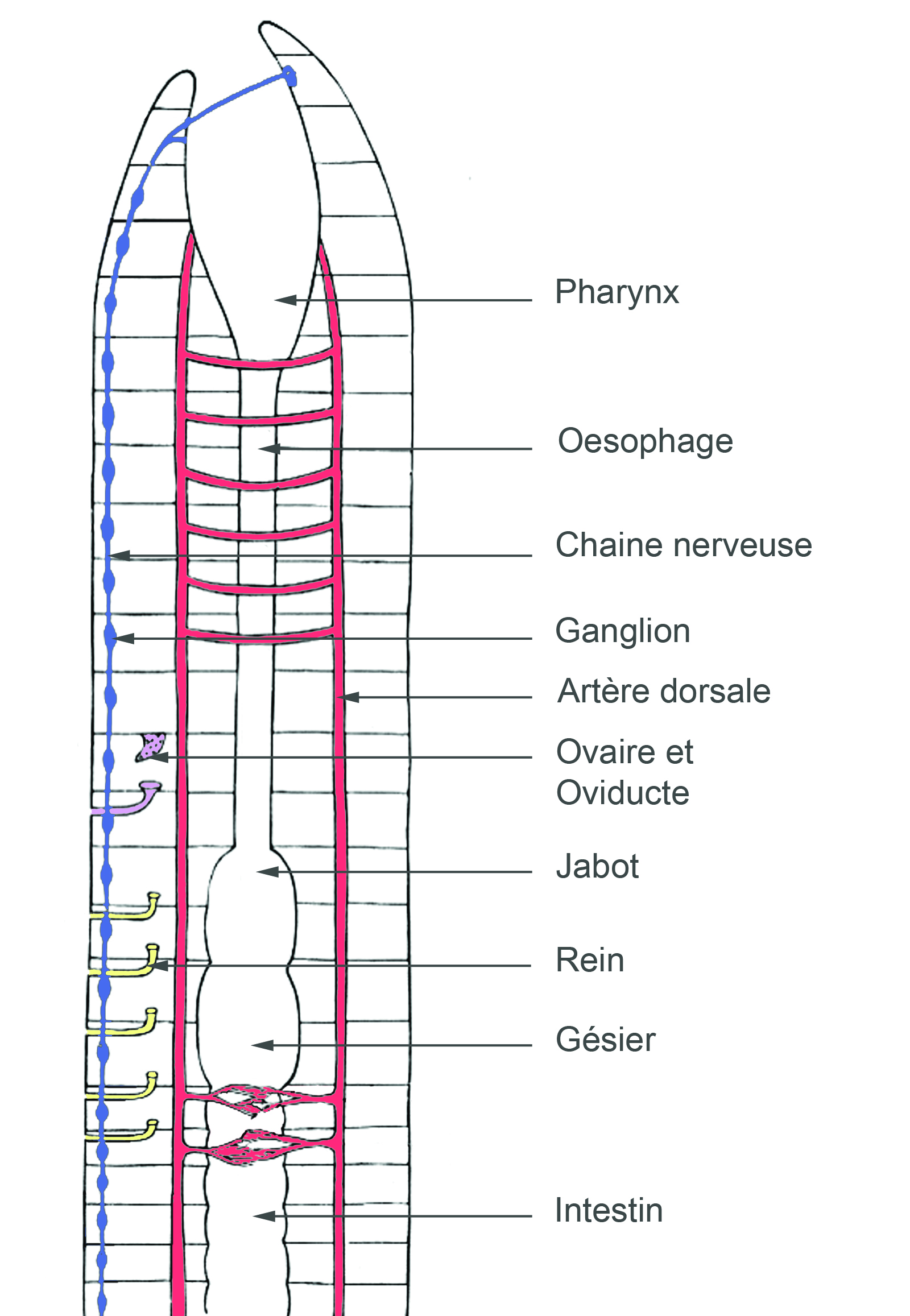 Tout savoir sur le ver de terre