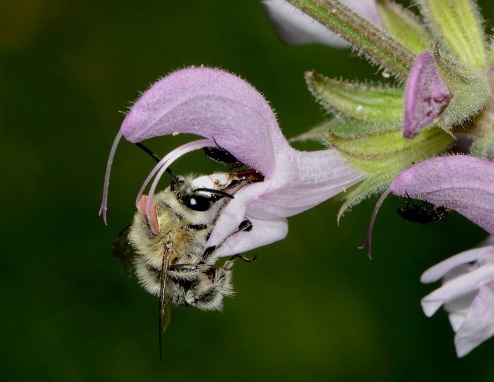 Photographie montrant une abeille (Anthophora) activant la bascule des étamines d’une fleur de Sauge