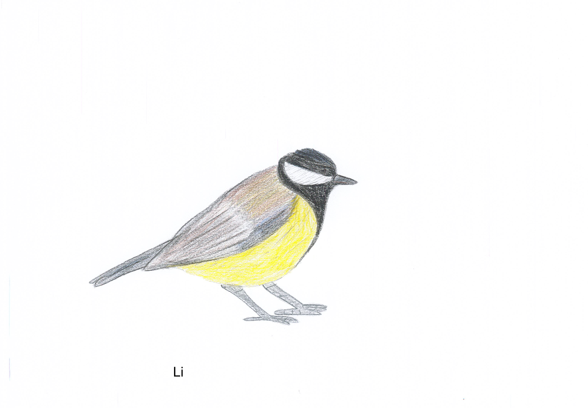 Dessin de mésange charbonnière