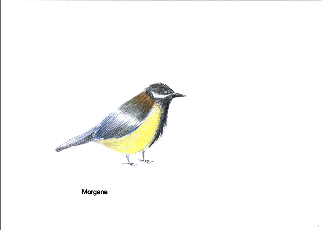 Dessin de mésange charbonnière