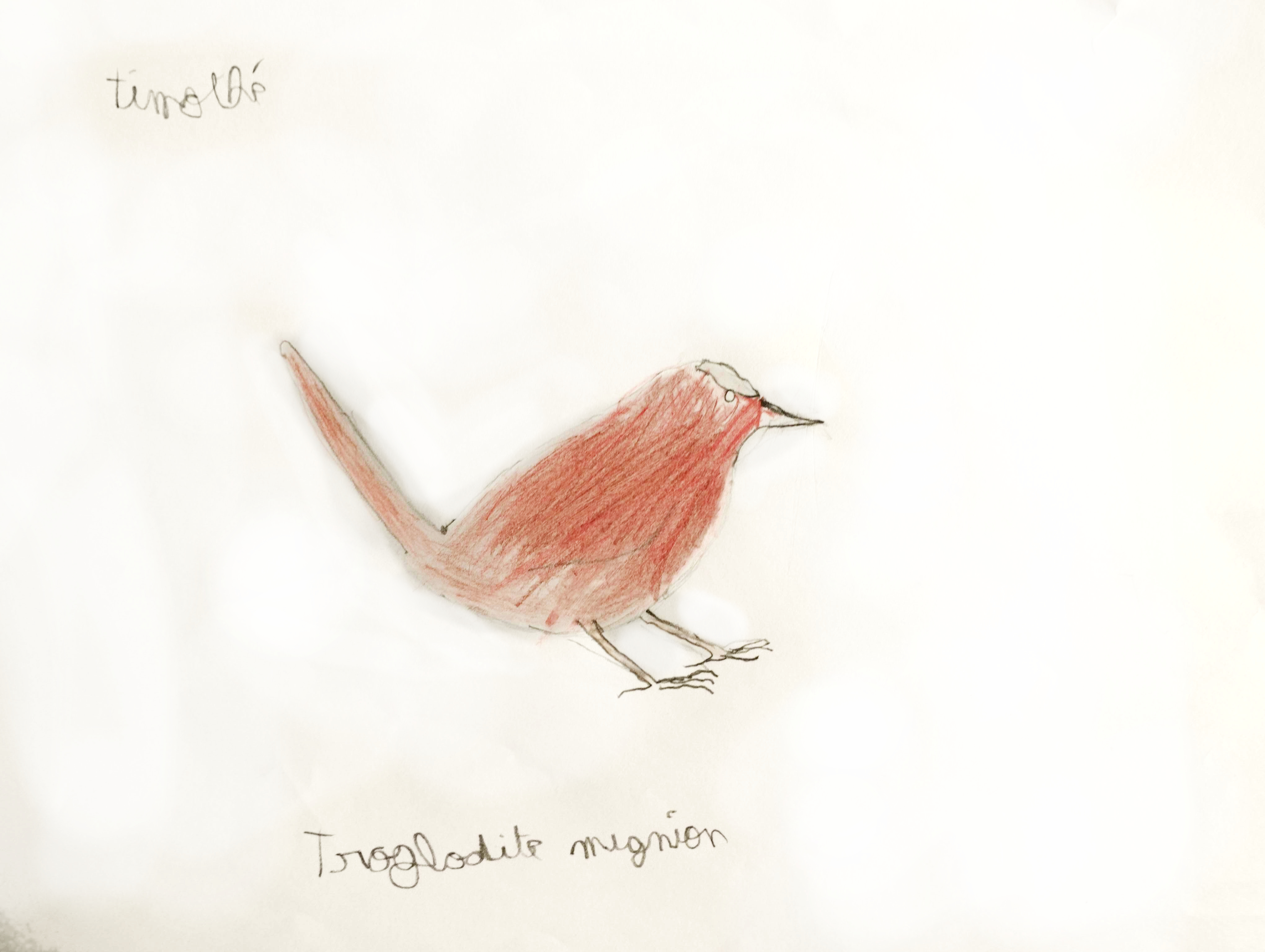 Dessin de troglodyte mignon