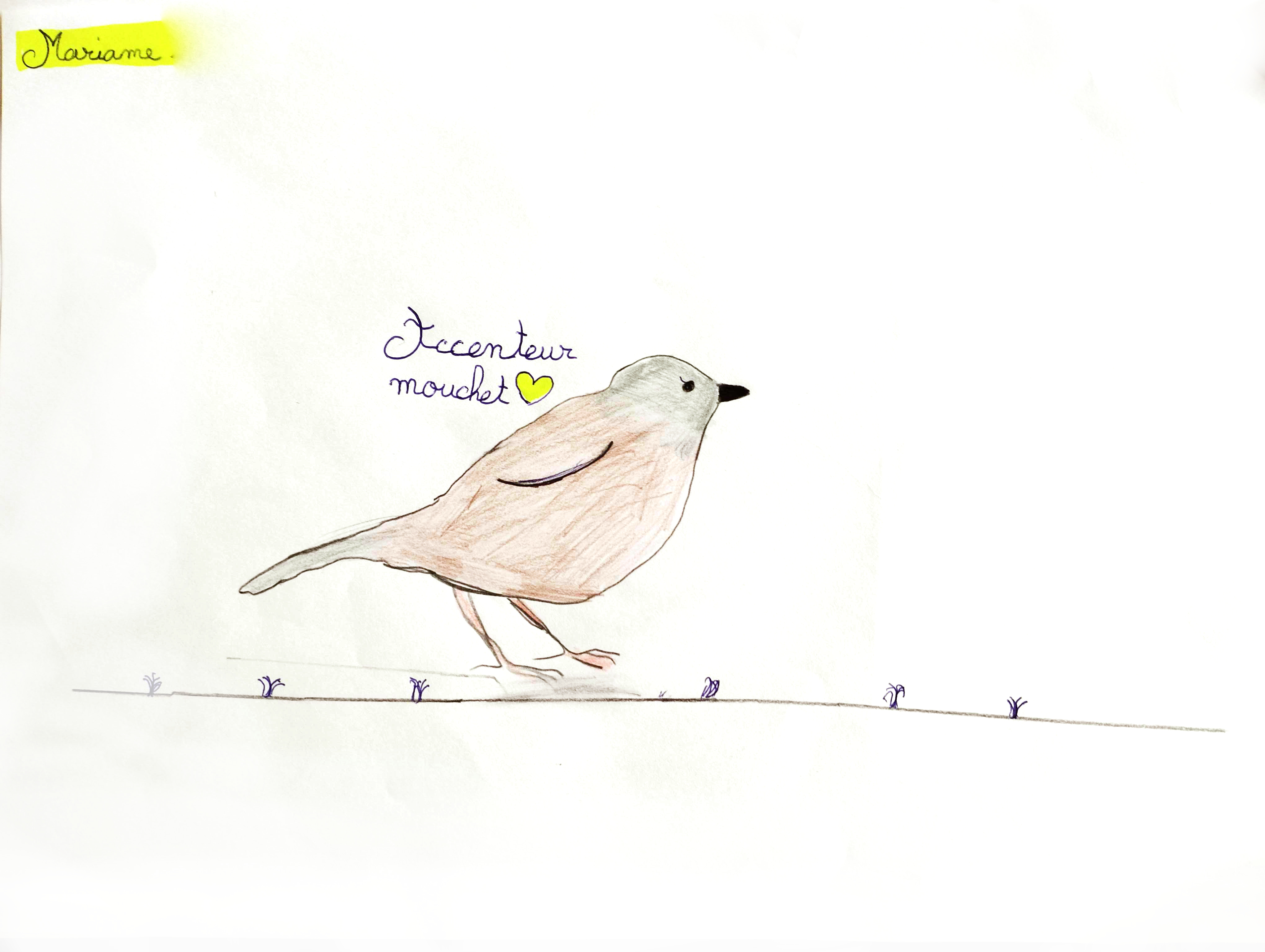 Dessin d'accenteur mouchet