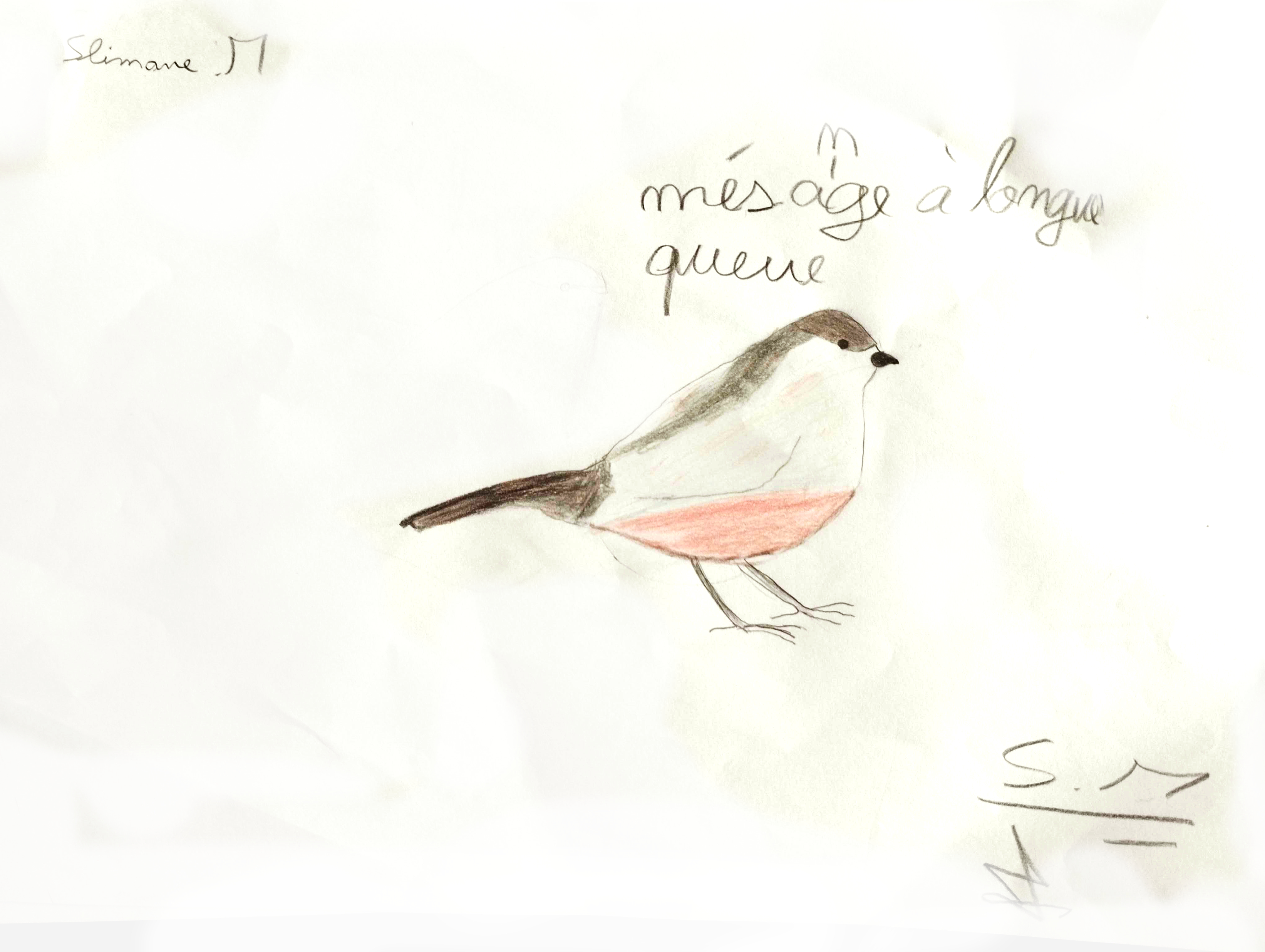 Dessin de mésange à longue queue