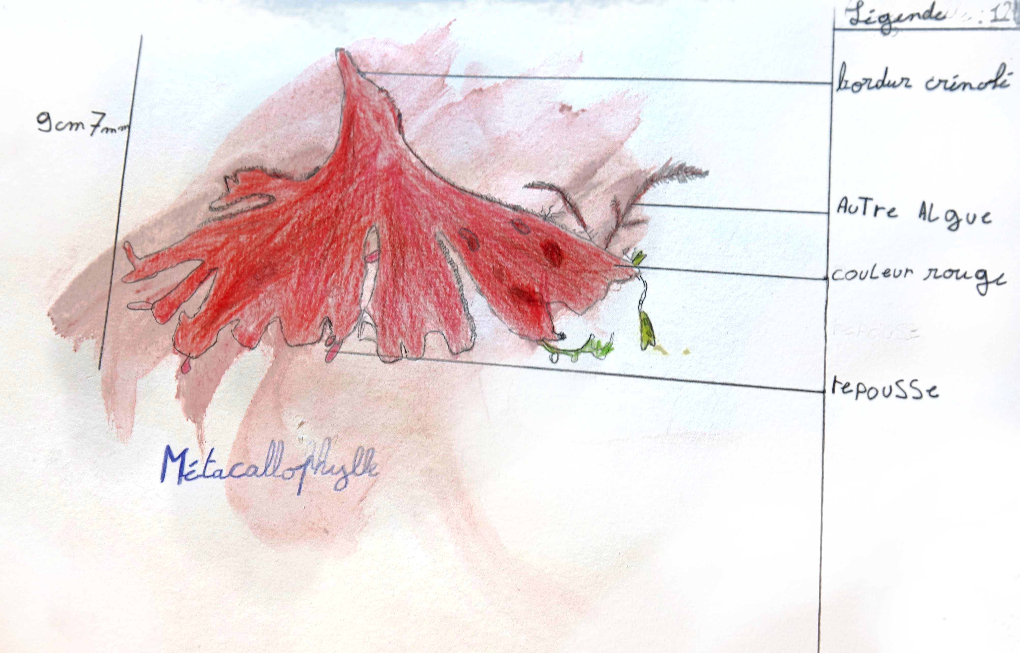 Dessin d'une algue métacallophylle