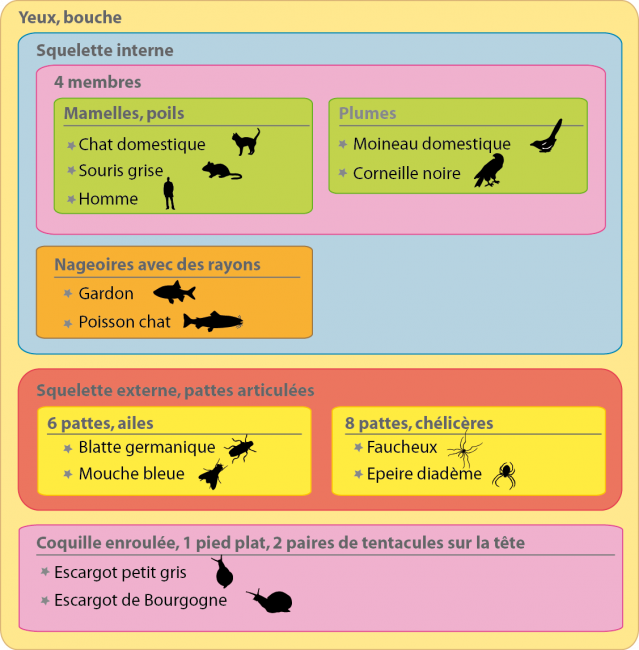 Classification