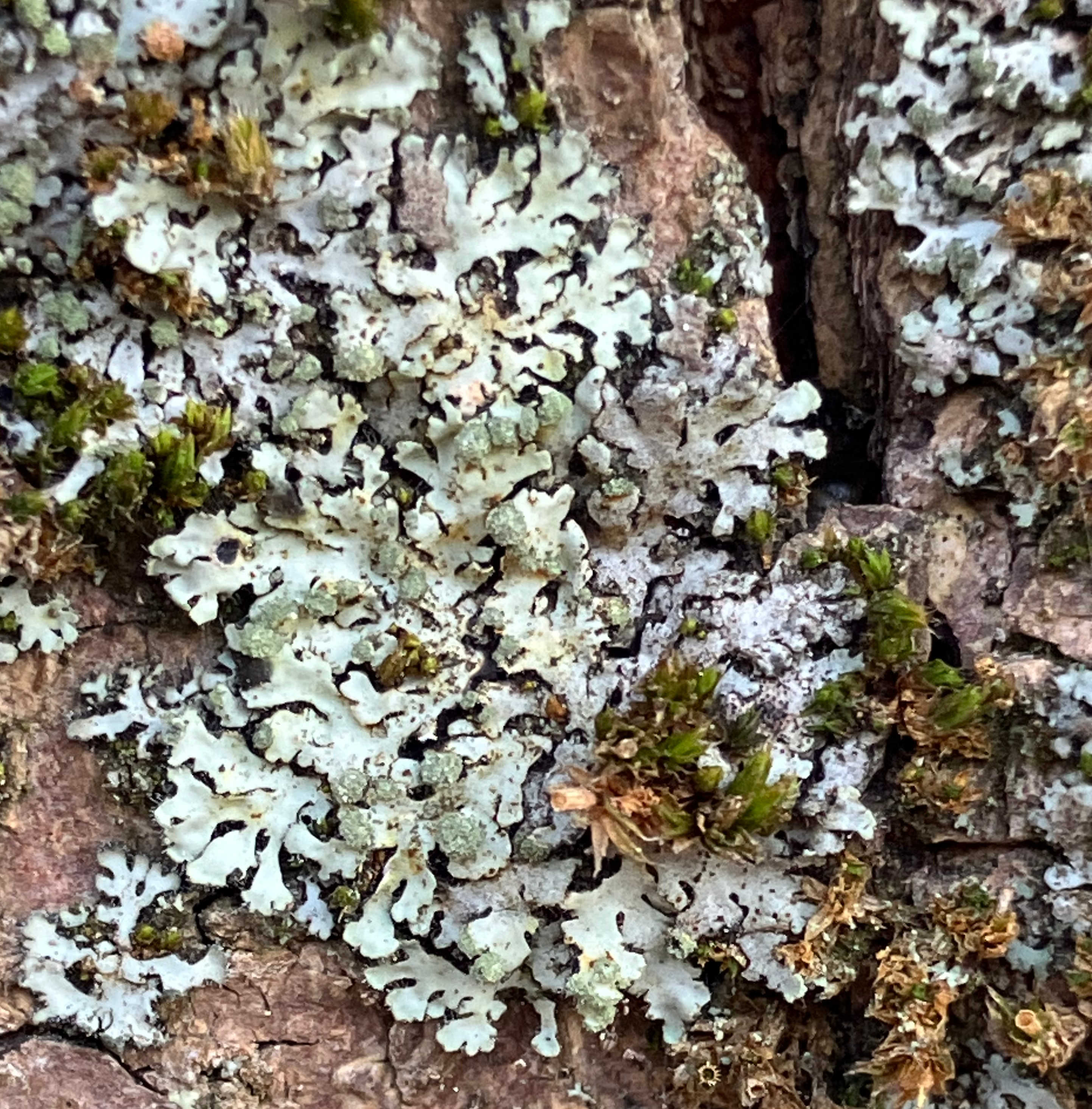 Phaeophyscia orbicularis