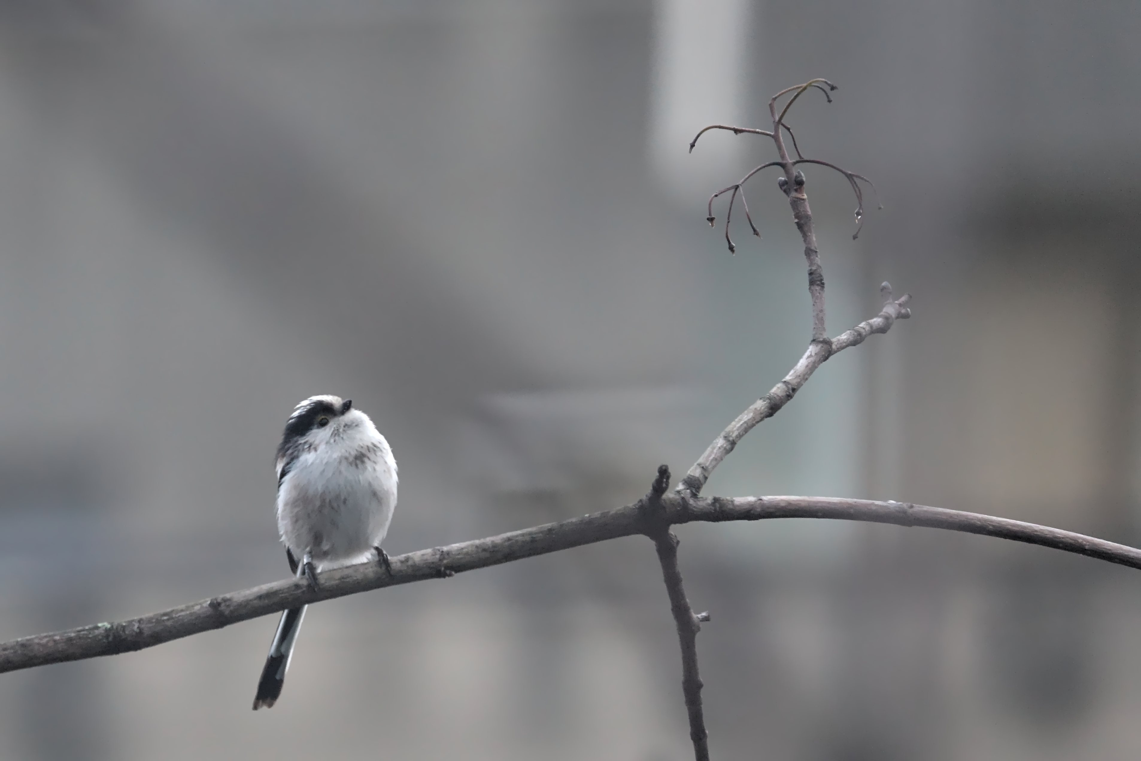 Photo d'une mésange à longue queue