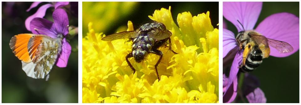 © Aurore (mâle) « Anthocharis cardamines », Mouche à damier « Sarcophaga » et Andrènes rayées « Andrenidae», photographies de mathieu.opie, Spipoll