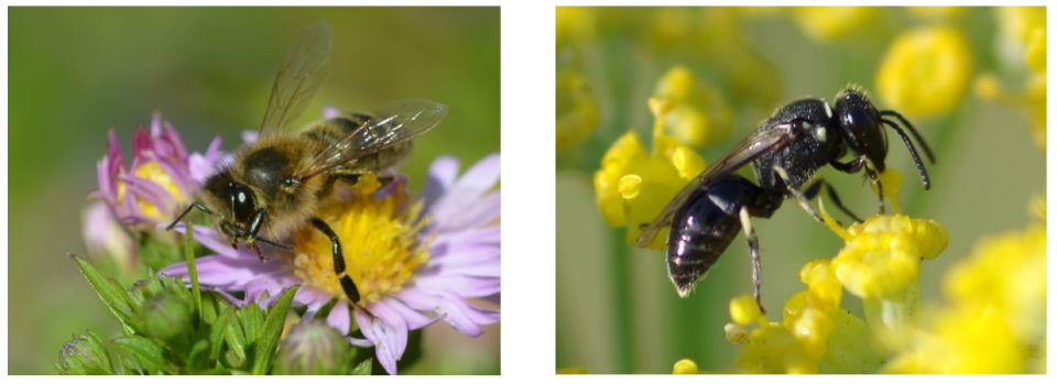 © Abeille domestique « Apis Mellifera » et Abeille Hylaeus à taches blanches « Hylaeus », photographies de mathieu.opie, Spipoll