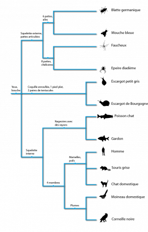 classification en arbre