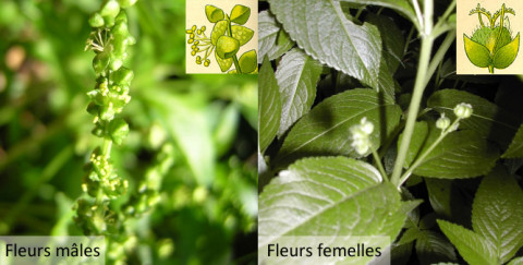 Fleurs mâles avec étamines et fleurs femelles avec pistil de Mercurialis perennis