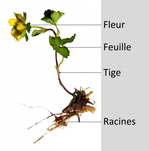 Photographie représentant la morphologie générale d'un fraisier avec fleur, feuille, tige et racine