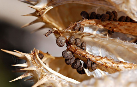 Photographie de fruit de datura stramoine