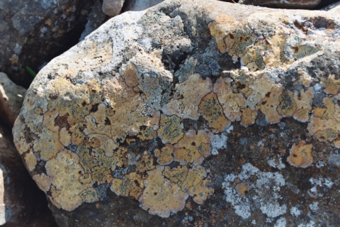 Photographie 'une pierre recouverte de lichens