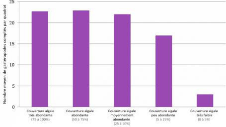 Graphique représentant la relation entre nombre de gastéropodes comptés dans chaque quadrat et couverture algale