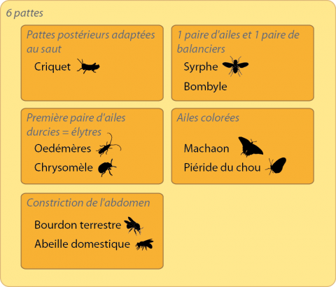 classification boîte