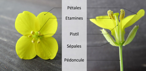 Photographie d'une fleur de Diplotaxis tenuifolia avec pétales, étamines, pistil, sépales, pédoncule