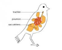 Schéma de l'appareil respiratoire des oiseaux