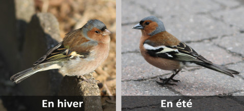 Pison des arbres en hiver (plumes gonflées) vs en été