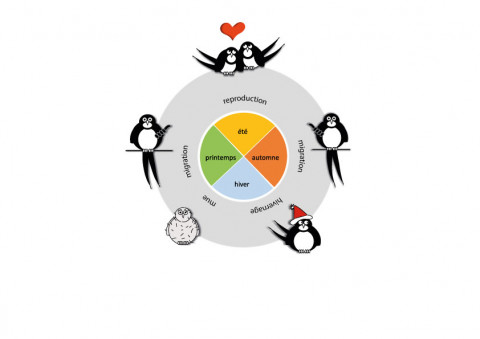 étapes du cycle de reproduction de l'hirondelle : reproduction, migration, hivernage, mue, migration, reproduction