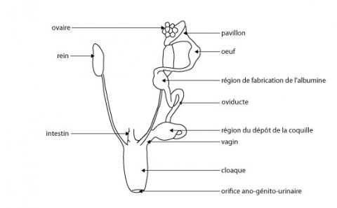 Légende du schéma : ovaire, pavillon, oeuf, région de fabrication de l'albumine, oviducte, région du dépôt de la coquille, vagin, cloaque, orifice ano-génito-urinaire