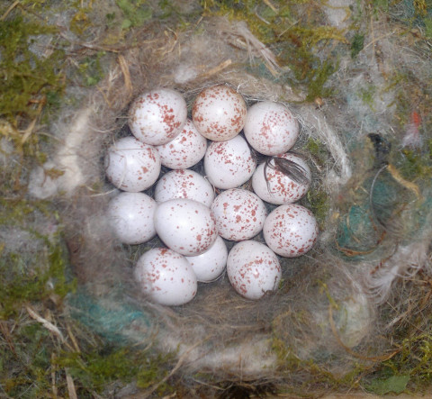 Famille D'oiseaux Dans Une Petite Maison Pour Les œufs Dans La Nature