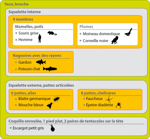 Représentation d’une collection d’animaux en groupes emboîtés