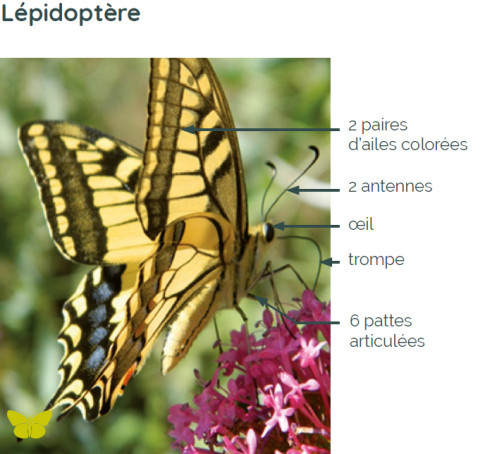 Caractéristiques d’un , exemple du Machaon (Papilio machaon). 
