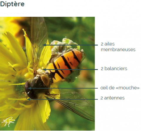 Caractéristiques d’un diptère, exemple d’un syrphe