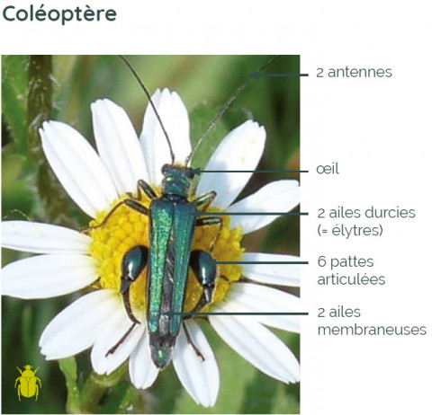 Caractéristiques d’un coléoptère, exemple de l’Oedémère vert (Oedemera sp.)