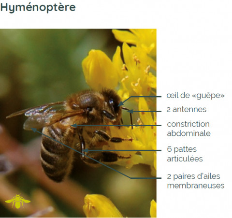 Caractéristiques d’un hyménoptère, exemple de l’Abeille domestique (Apis melifera) 