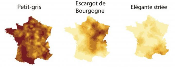 Cartes d’abondances de trois espèces d’escargots. Une couleur foncée correspond à une forte abondance de cette espèce.