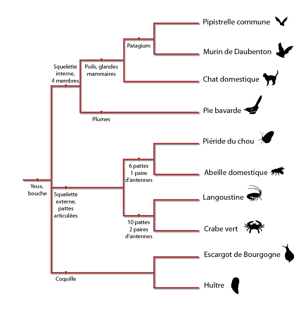 Graphique représentant la position des chiroptères dans une classification en arbre