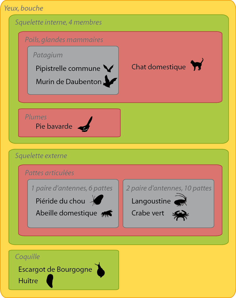 Représentation de la position des chiroptères dans une classification emboîtée