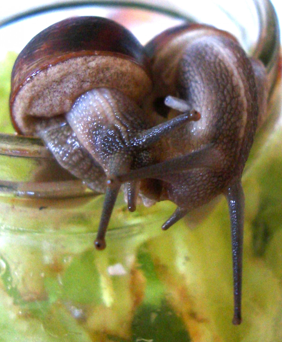Photographie de deux escargots (Helix aspersa), avant l'accouplement. L'individu de droite a un dard d'amour planté dans son flanc droit.