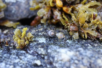 Photographie de littorines des rochers