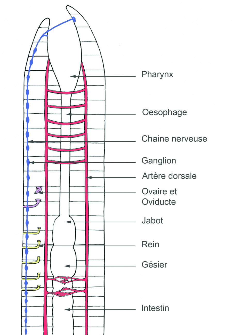 Schéma légendé d’un vers de terre en coupe longitudinale avec : pharynx, œsophage, chaîne nerveuse, ganglion, artère dorsale, ovaire et oviducte, jabot, rein, gésier, intestin 
