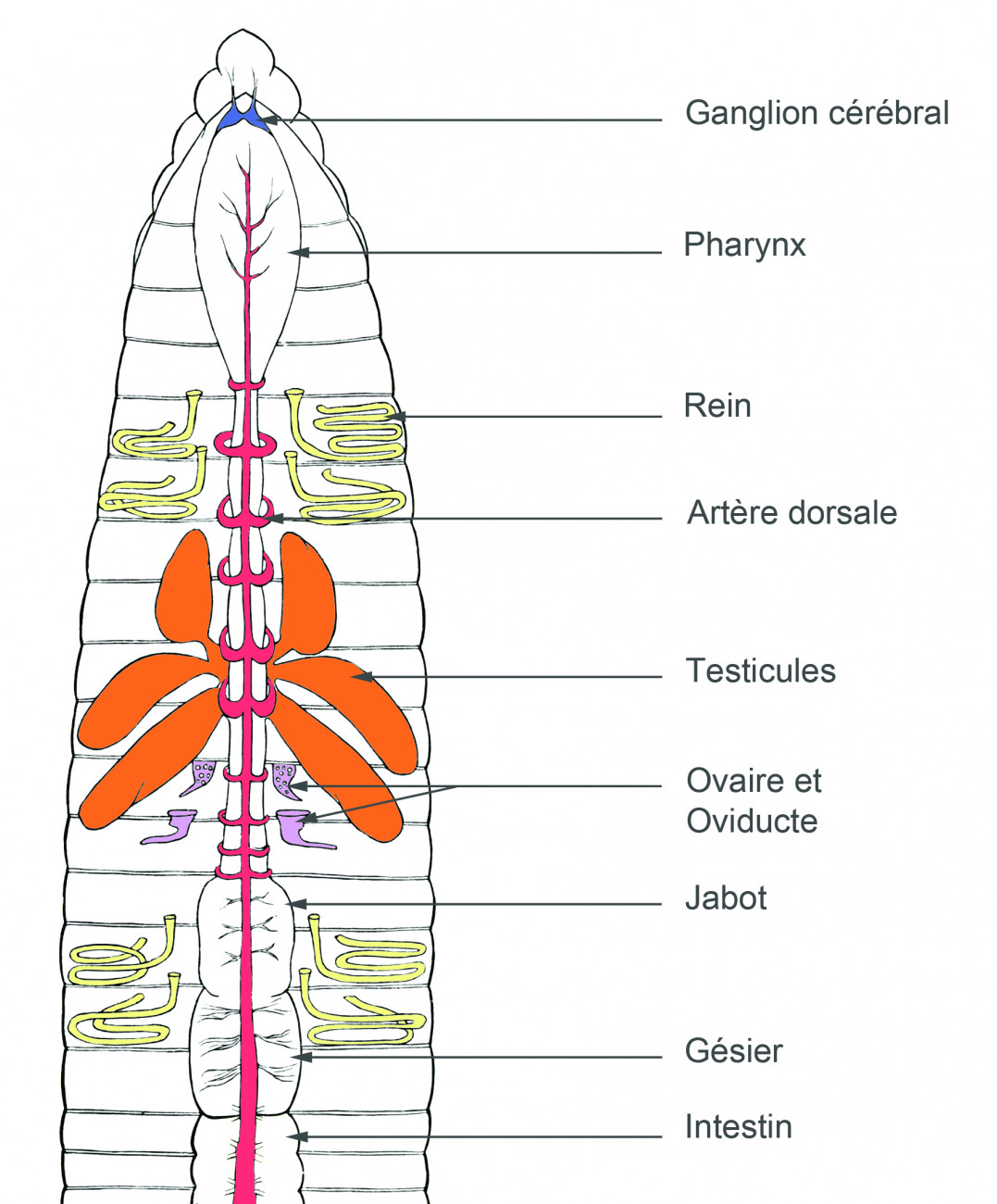 Schéma légendé d'un vers de terre en coupe transversale avec : ganglion cérébral, pharynx, rein, artère dorsale, testicules, ovaire et oviducte, jabot, gésier, intestin
