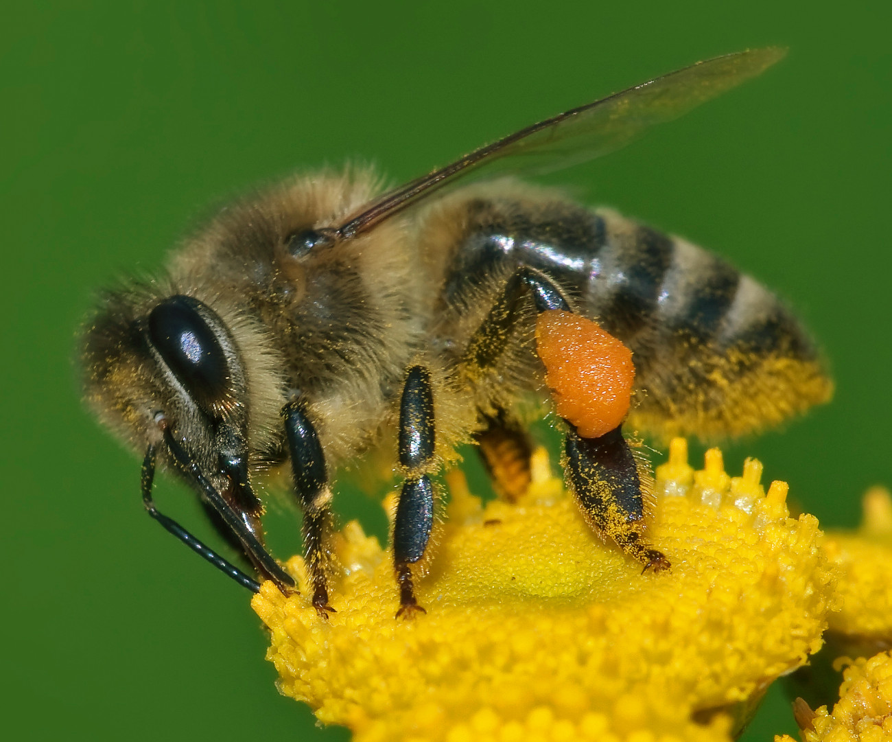 Photographie d'une abeille domestique chargée de pollen