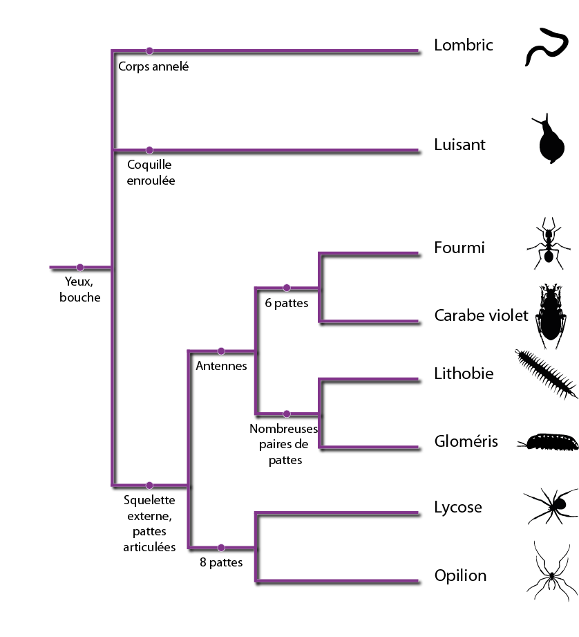 Arbre replaçant la position des vers de terre parmi une collection d’animaux du sol : luisant, fourmi, carabe violet, lithobie, gloméris, lycose, opilion