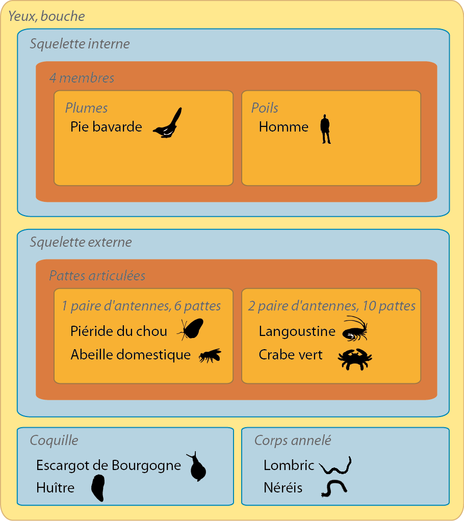 Représentation en groupes emboîtés d'une collection d’animaux