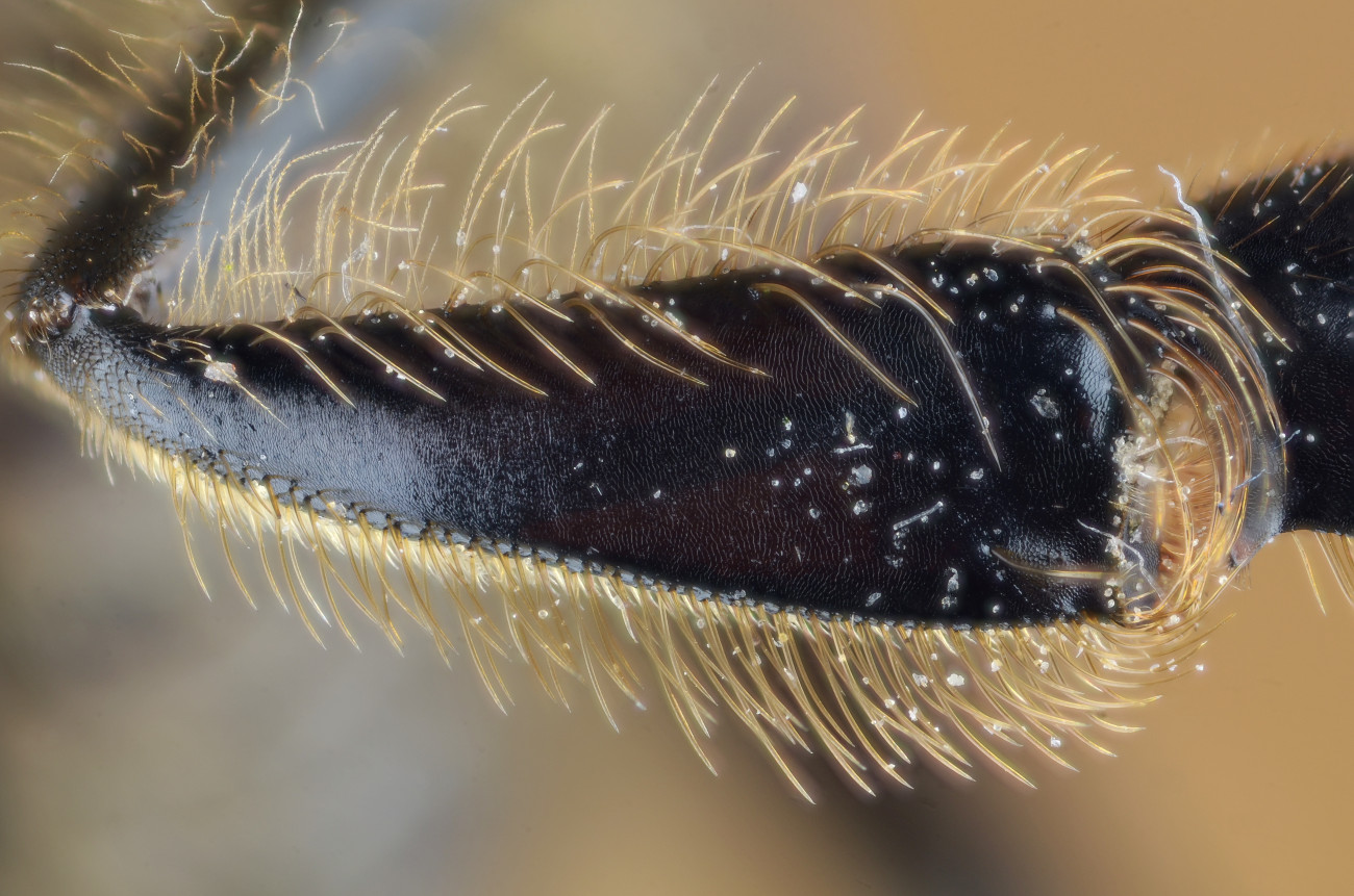 Photographie d'un détail d’une corbicula vide d’Abeille domestique