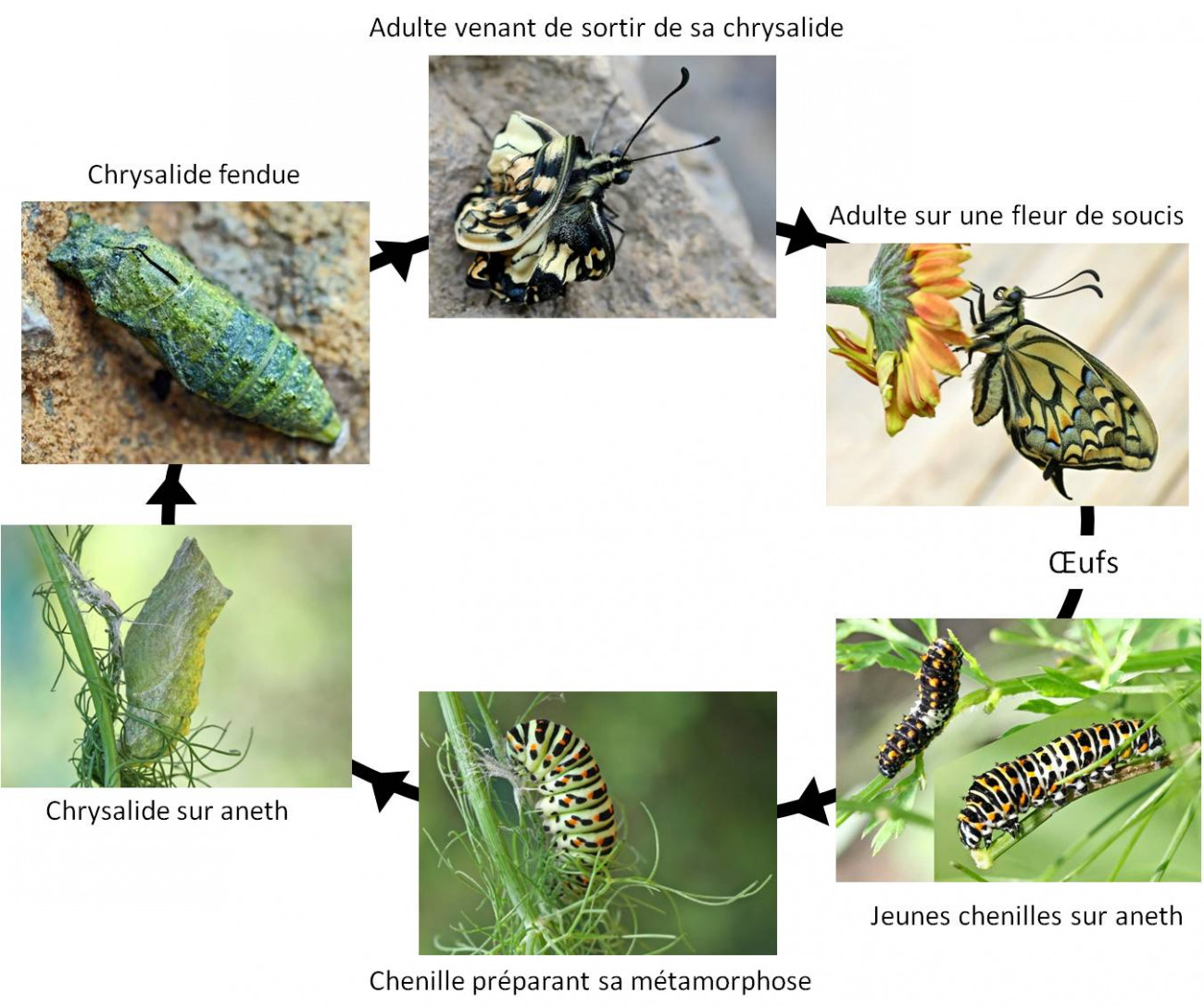 Cycle de vie du Machaon en 6 étapes de développement