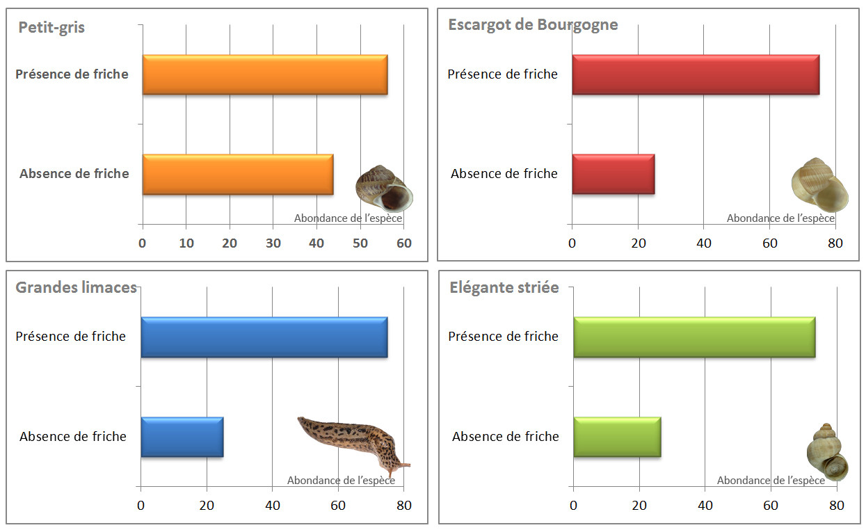 Graphique représentant l’abondance de 4 espèces en fonction de la présence ou l’absence de friches. L’abondance correspond à la fréquence de rencontre de l’espèce.