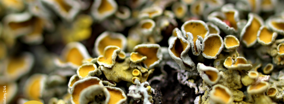 Photographie d'un lichen foliacé