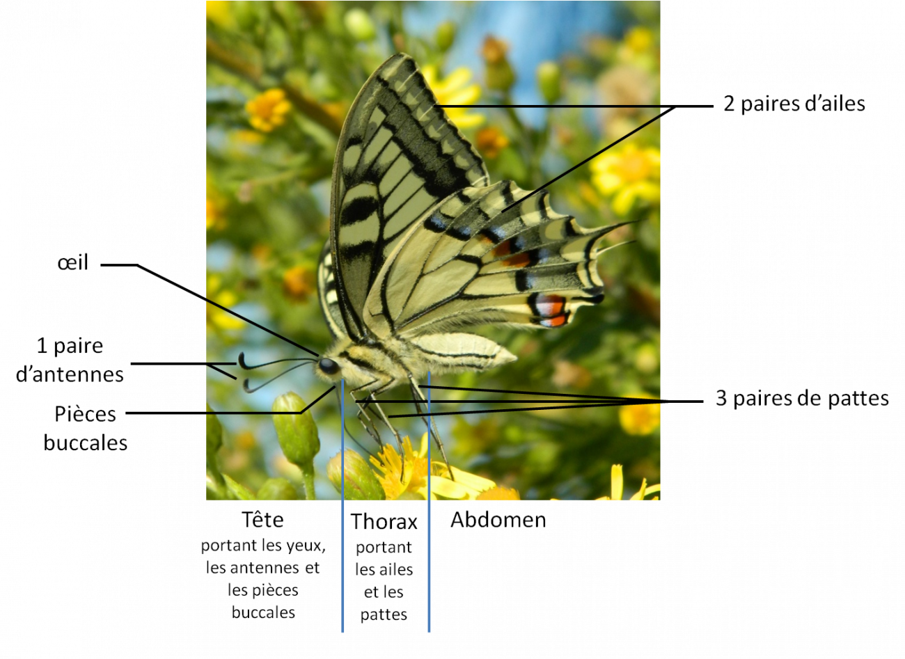 Photographie d'un papillon décrivant la morphologie générale insectes avec : la tête, le thorax, l'abdomen, les 3 paires de pattes, les 2 paires d'ailes, la paire d'antenne et les pièces buccales