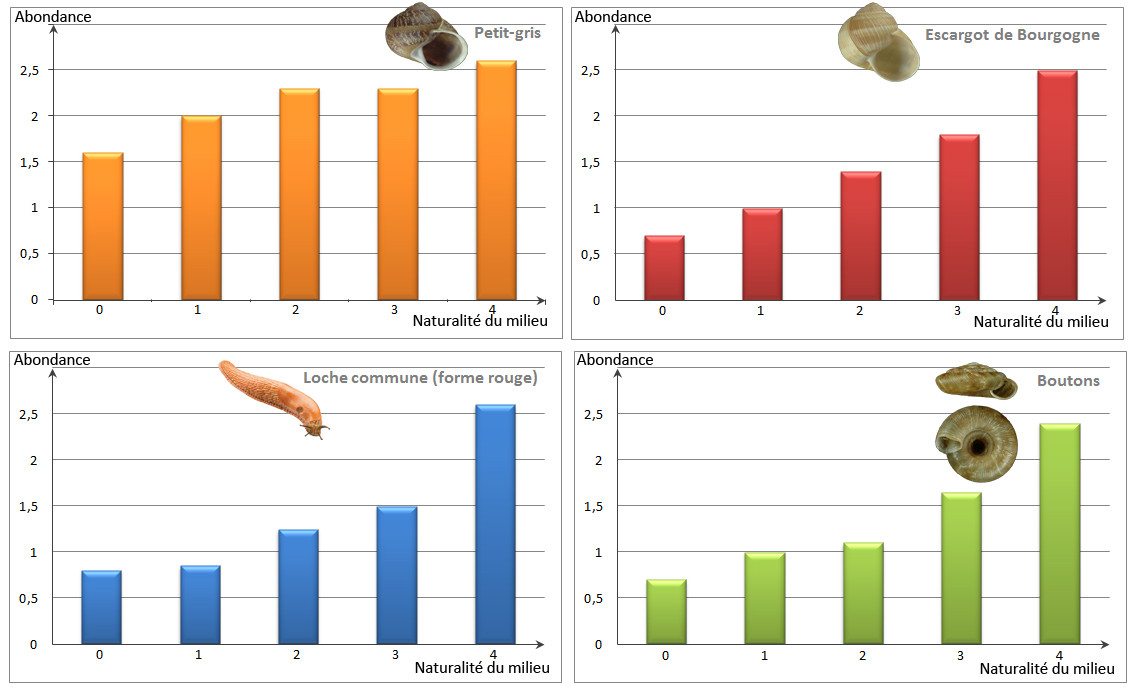 Graphique représentant l’abondance de 4 espèces en fonction de la naturalité du milieu. L’indice de naturalité du jardin est calculé comme suit : l’observateur note la présence dans son jardin de friche, lierre, ronce ou orties. Si un seul de ces éléments